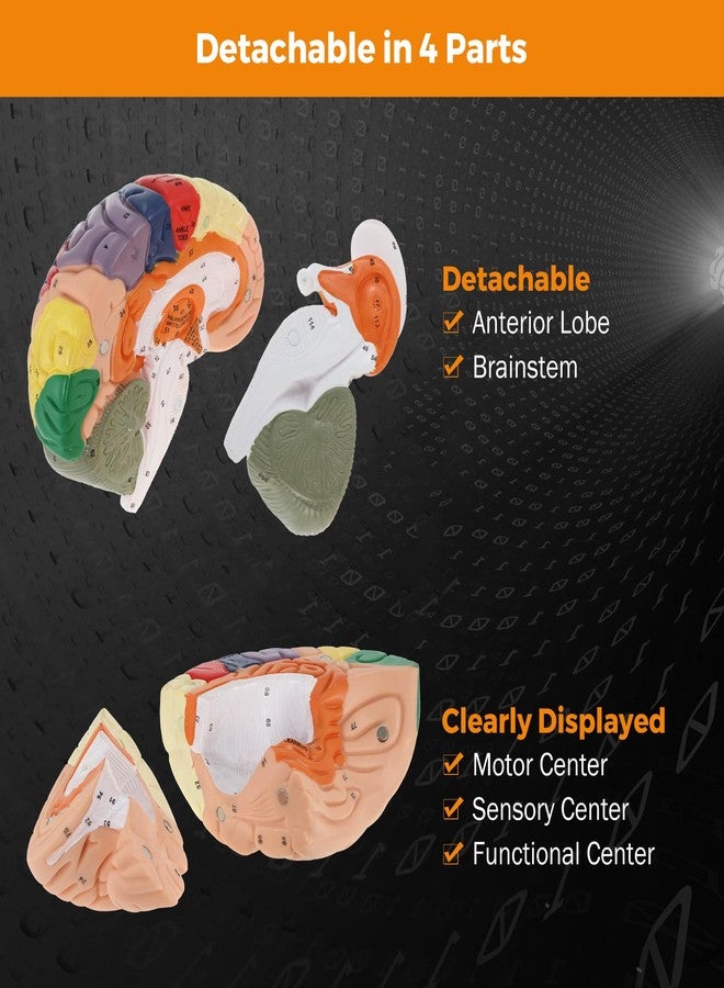 BEAMNOVA Human Brain Model, 2 Times Life Size, for Neuroscience Teaching, with Labels, Anatomy Model for Learning Science Classroom Study, Display Medical Model - Image 4